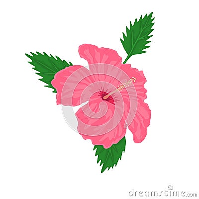 Hibiscus flower isolated on white background Cartoon Illustration